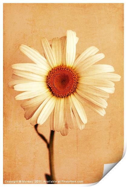 Large Daisy Flower Print by Anthony Michael 
