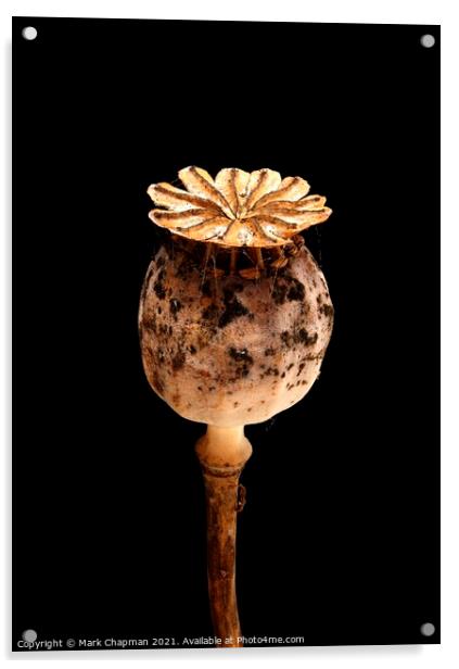 Single dried poppy flower seedhead Acrylic by Photimageon UK