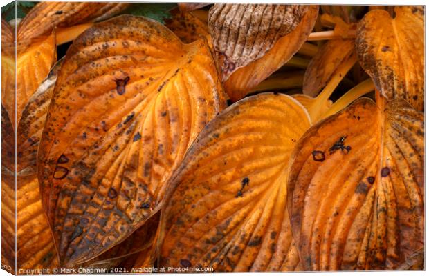 Autumn Hosta leaves Canvas Print by Photimageon UK