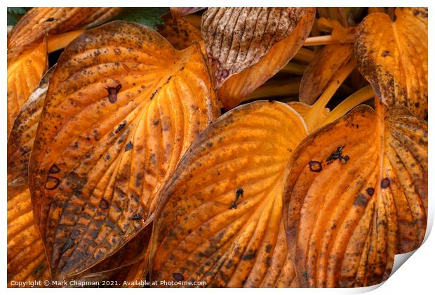 Autumn Hosta leaves Print by Photimageon UK