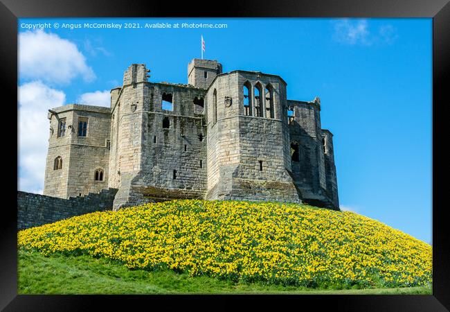 Warkworth Castle daffodils Framed Print by Angus McComiskey