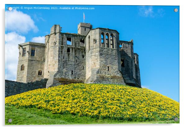 Warkworth Castle daffodils Acrylic by Angus McComiskey