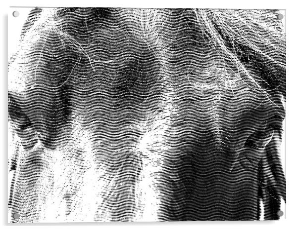Majestic Equine Portrait Acrylic by john hill