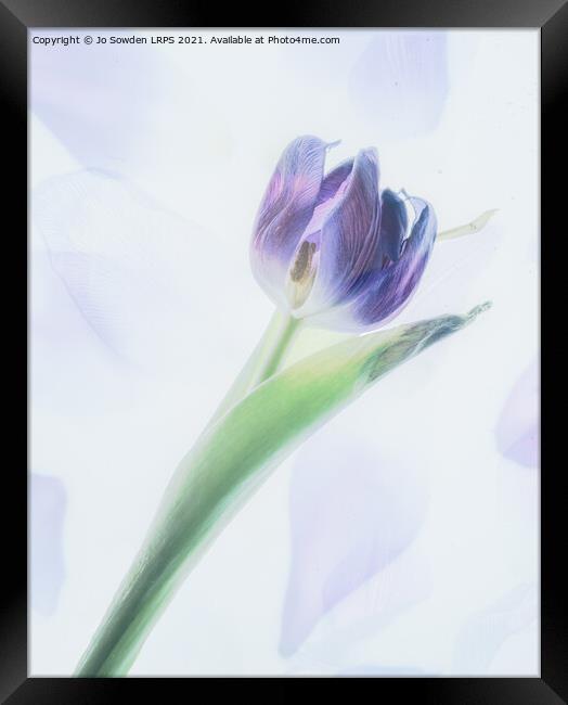 A single tulip Framed Print by Jo Sowden