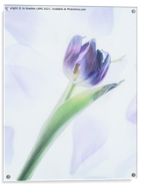 A single tulip Acrylic by Jo Sowden