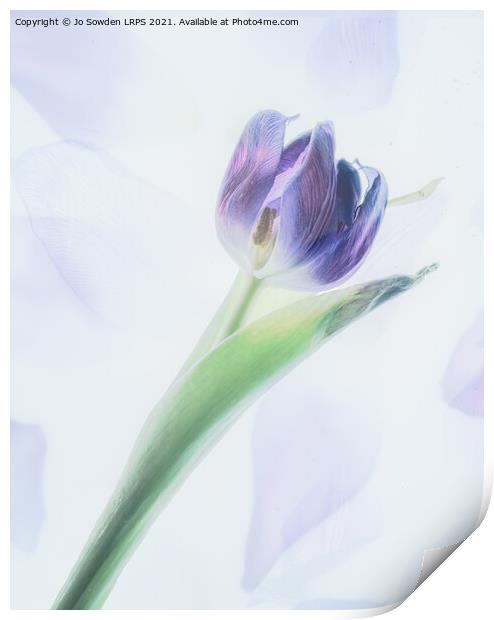 A single tulip Print by Jo Sowden