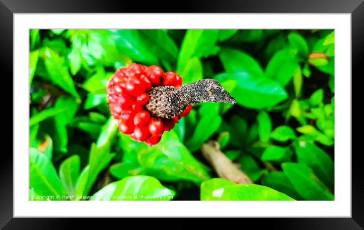 Closeup from Arum italicum subsp. canarienses ripe Framed Mounted Print by Hanif Setiawan