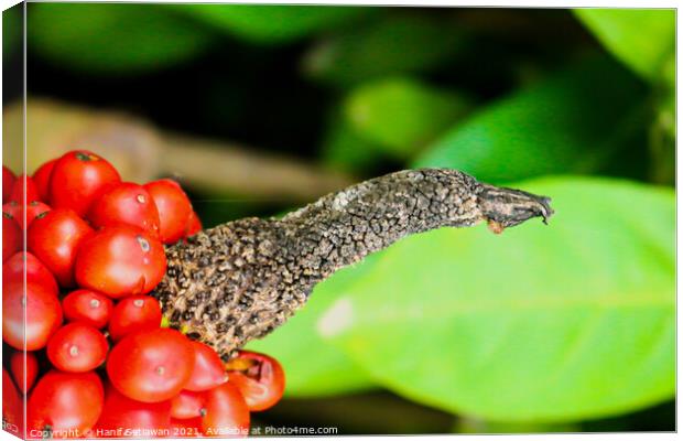 Bird beak and red berry 1 Canvas Print by Hanif Setiawan