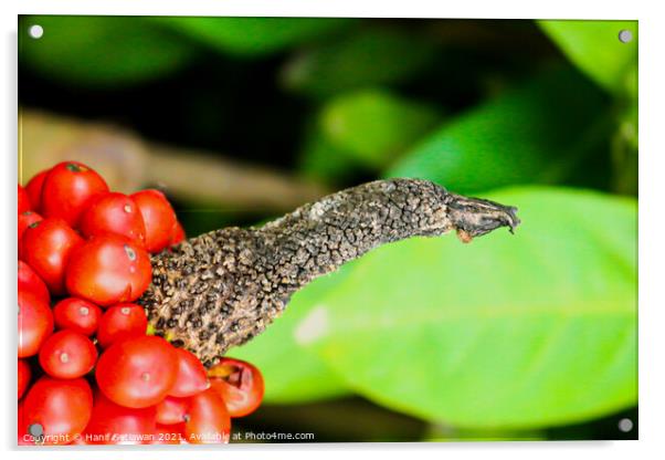 Bird beak and red berry 1 Acrylic by Hanif Setiawan
