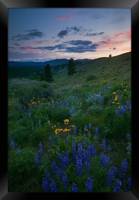 Sunset Meadow Trail Framed Print by Mike Dawson