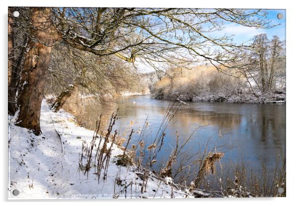 Teviot River and winter snow in the Scottish Borders Acrylic by Dave Collins