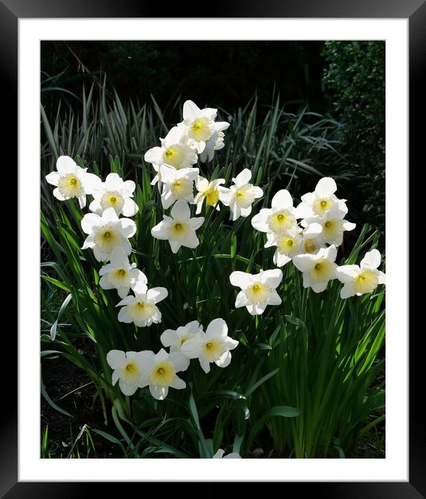 white daffodils Framed Mounted Print by Roy Hinchliffe