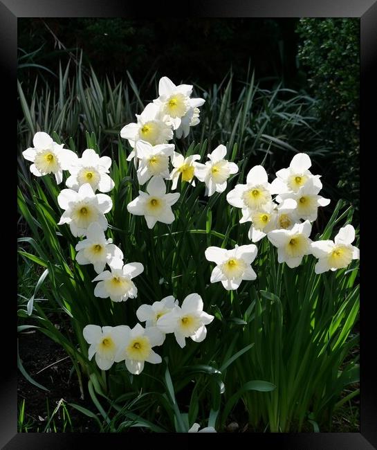 white daffodils Framed Print by Roy Hinchliffe
