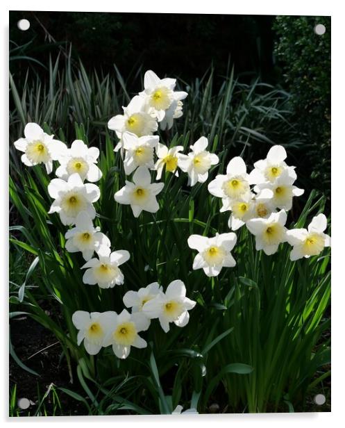 white daffodils Acrylic by Roy Hinchliffe