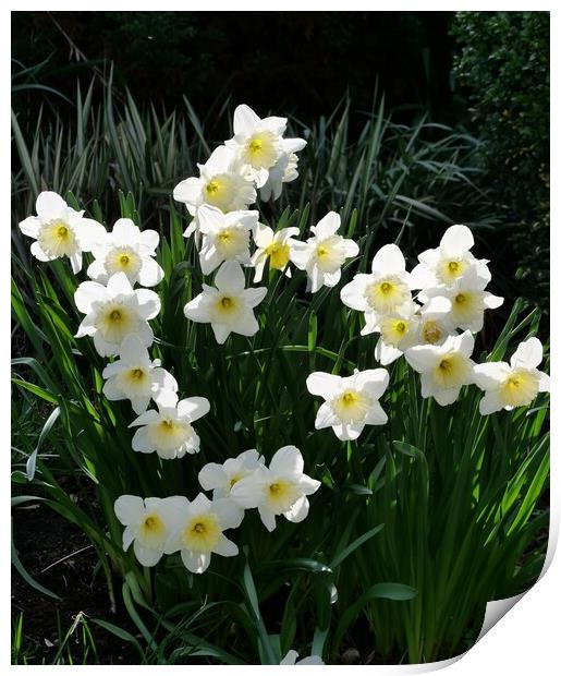 white daffodils Print by Roy Hinchliffe