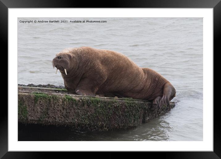 Arctic Walrus 'Wally' at Tenby, Pembrokeshire, West Wales, UK Framed Mounted Print by Andrew Bartlett
