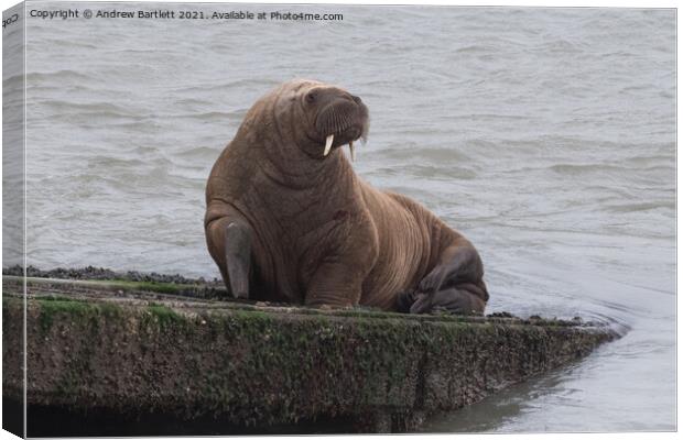 Arctic Walrus 'Wally' at Tenby, Pembrokeshire, West Wales, UK Canvas Print by Andrew Bartlett