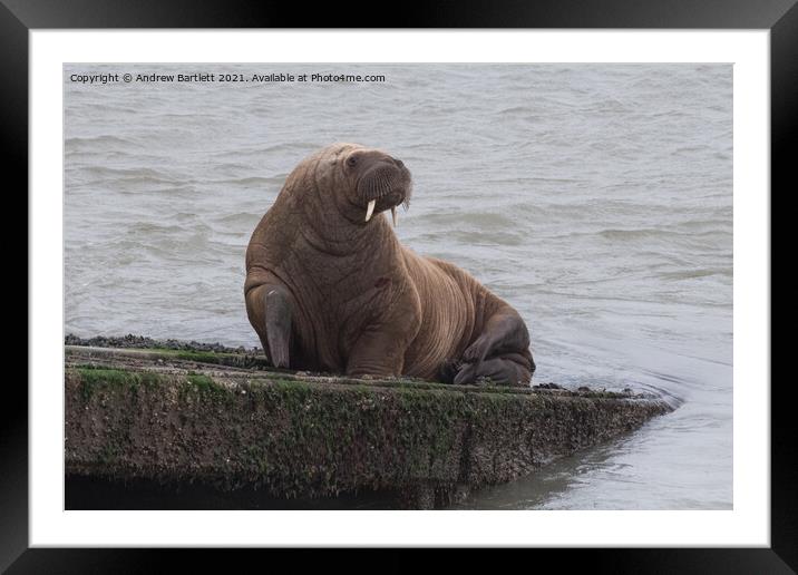 Arctic Walrus 'Wally' at Tenby, Pembrokeshire, West Wales, UK Framed Mounted Print by Andrew Bartlett