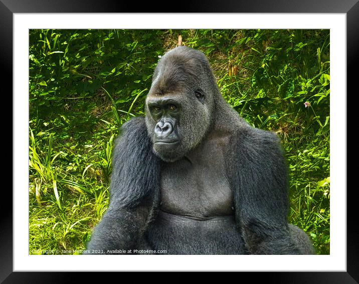 Posing for the Camera  Framed Mounted Print by Jane Metters