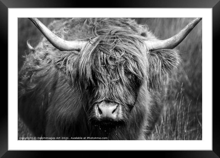 Highland cow close portrait, black and white Framed Mounted Print by Delphimages Art