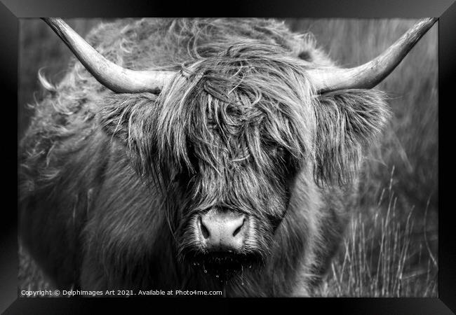 Highland cow close portrait, black and white Framed Print by Delphimages Art