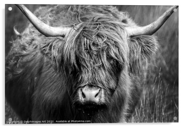 Highland cow close portrait, black and white Acrylic by Delphimages Art