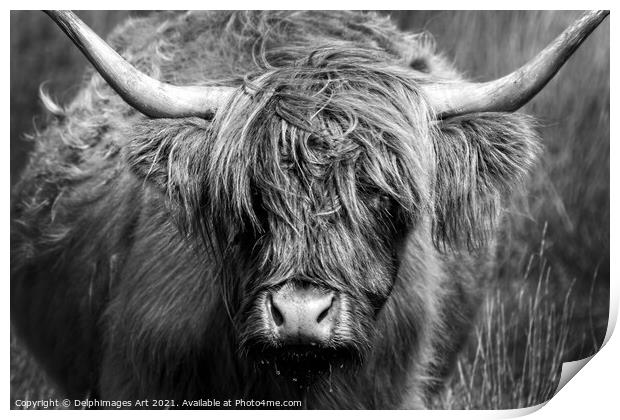 Highland cow close portrait, black and white Print by Delphimages Art