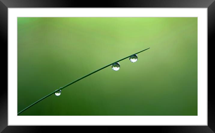 Magical grass droplets Framed Mounted Print by René Wright