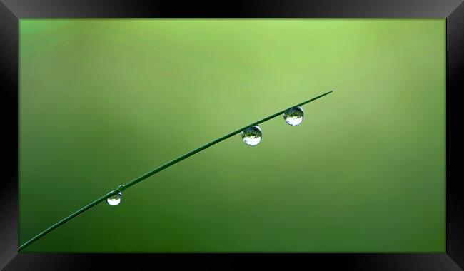Magical grass droplets Framed Print by René Wright
