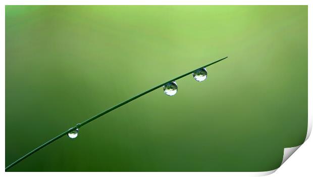 Magical grass droplets Print by René Wright