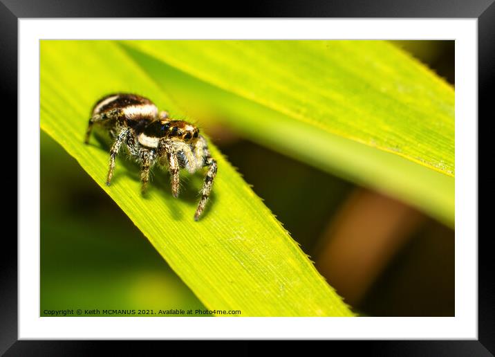 Zebra jumping spider (Salticus scenicus) Framed Mounted Print by Keith McManus
