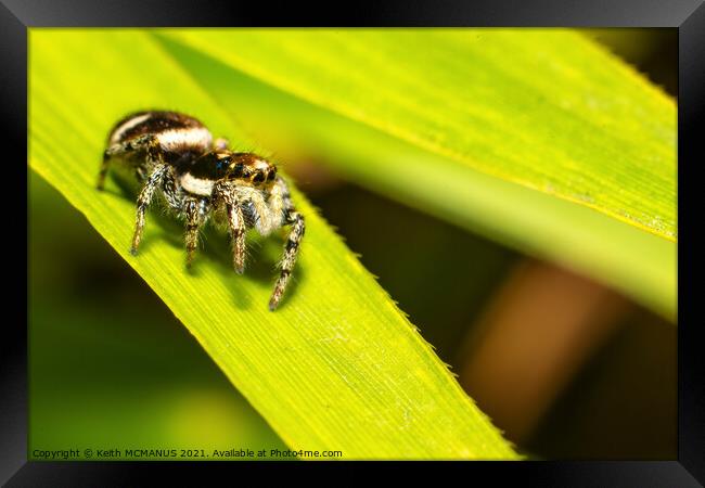 Zebra jumping spider (Salticus scenicus) Framed Print by Keith McManus