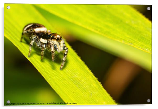 Zebra jumping spider (Salticus scenicus) Acrylic by Keith McManus