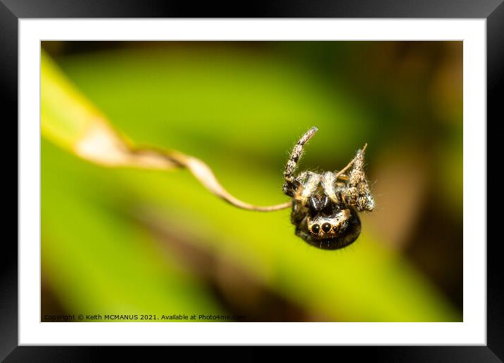 Zebra Jumping Spider (Salticus scenicus) topsy tur Framed Mounted Print by Keith McManus