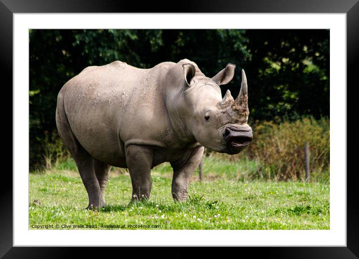 Southern White Rhino Framed Mounted Print by Clive Wells