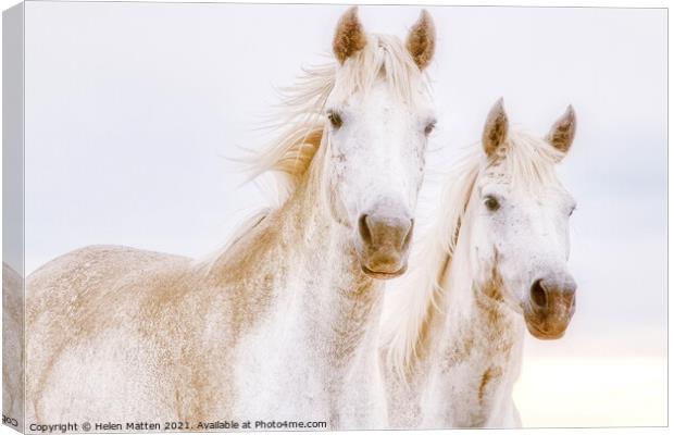 A close up of two white Camargue horses Canvas Print by Helkoryo Photography