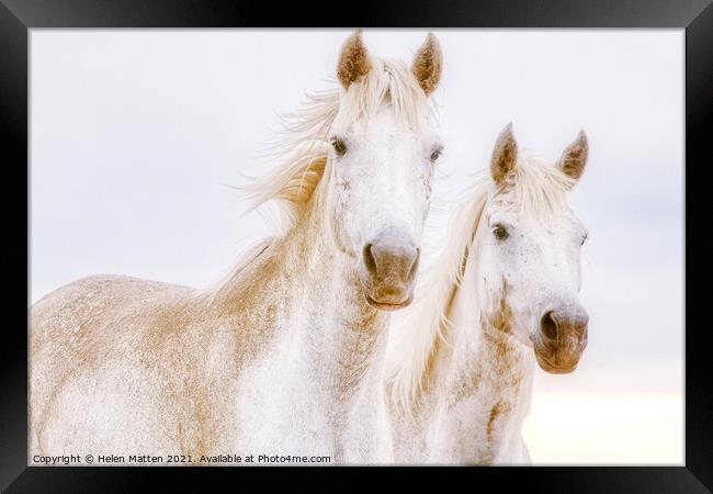 A close up of two white Camargue horses Framed Print by Helkoryo Photography