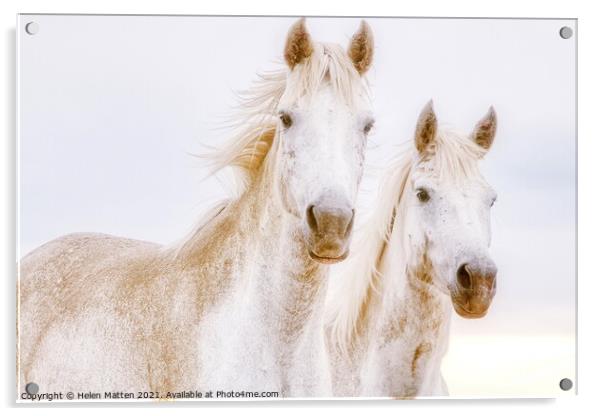 A close up of two white Camargue horses Acrylic by Helkoryo Photography