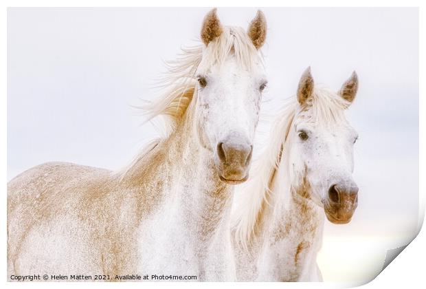 A close up of two white Camargue horses Print by Helkoryo Photography