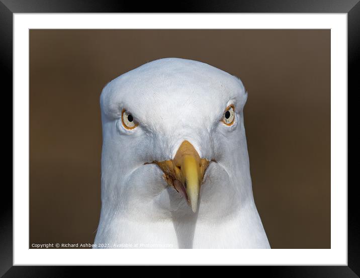 Herring gull portrait Framed Mounted Print by Richard Ashbee