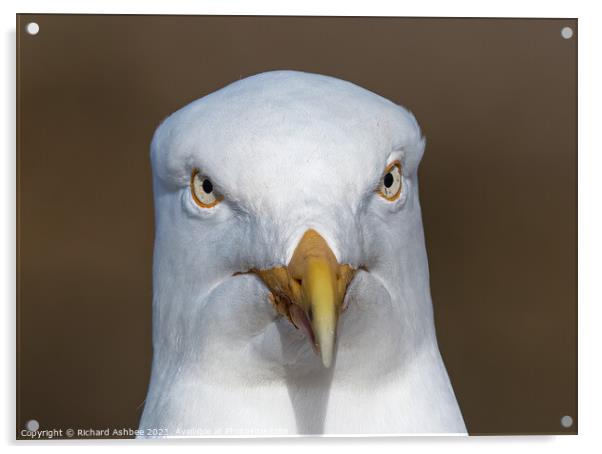 Herring gull portrait Acrylic by Richard Ashbee