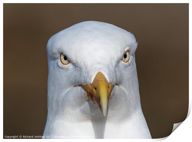 Herring gull portrait Print by Richard Ashbee