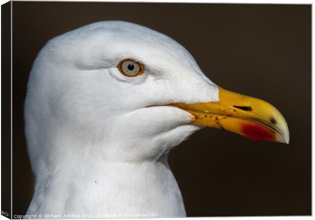 Herring Gull Close up Canvas Print by Richard Ashbee