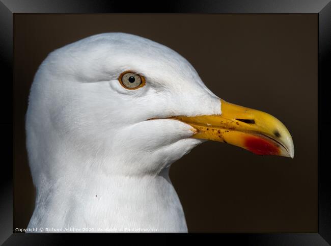 Herring Gull Close up Framed Print by Richard Ashbee