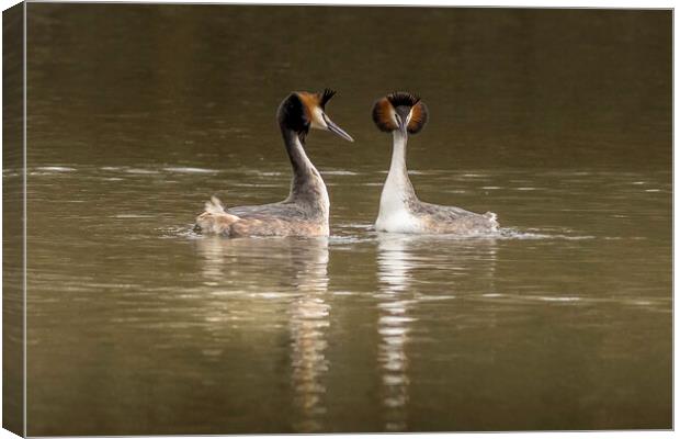 Great crested grebe (Podiceps cristatus) Canvas Print by chris smith