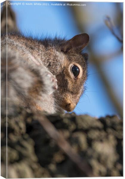 Close up of grey squirrel Canvas Print by Kevin White