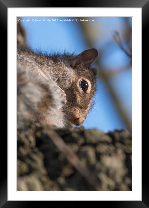 Close up of grey squirrel Framed Mounted Print by Kevin White