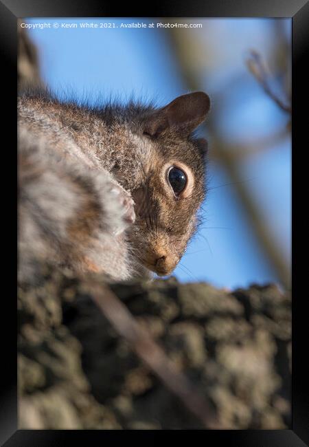 Close up of grey squirrel Framed Print by Kevin White