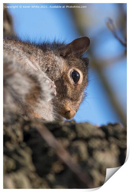 Close up of grey squirrel Print by Kevin White