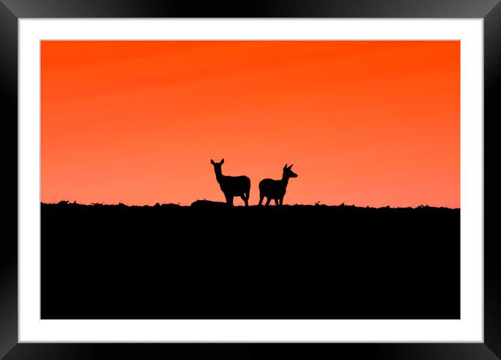 Two young Deer - To me to you  Framed Mounted Print by Jon Fixter